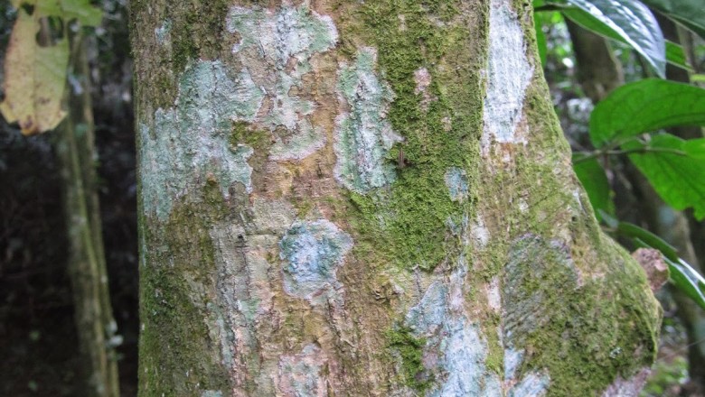 Cây Sồi đá cau. Lithocarpus areca - Cây Thuốc Nam Quanh Ta